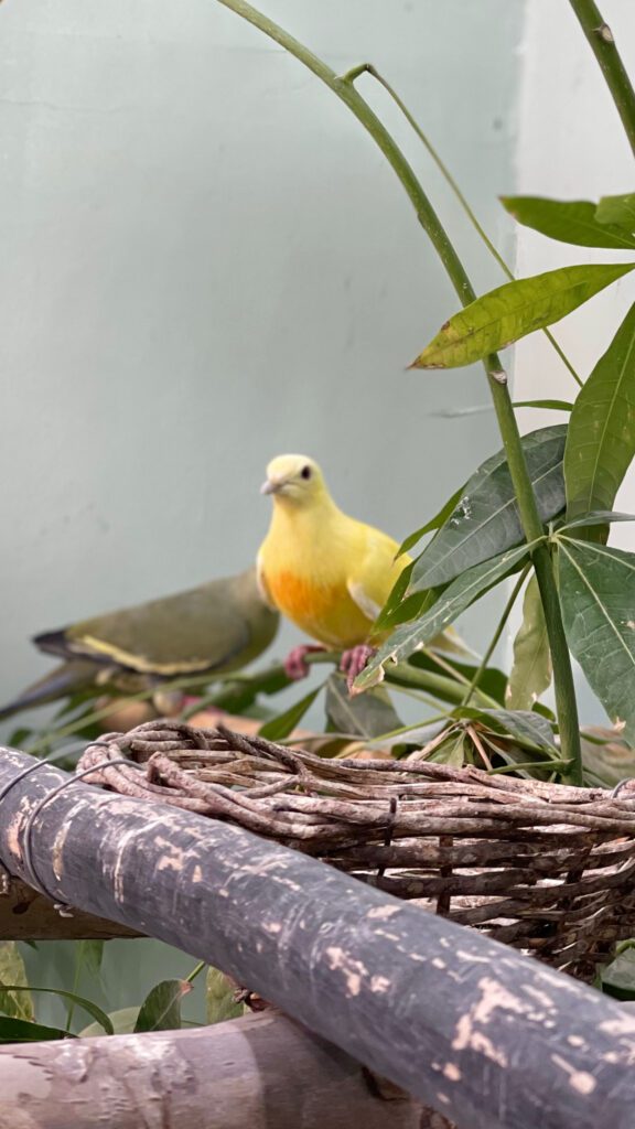 The exceptionally rare Lutino Pink-necked Green Pigeon male that forms the foundation of this groundbreaking breeding project.
