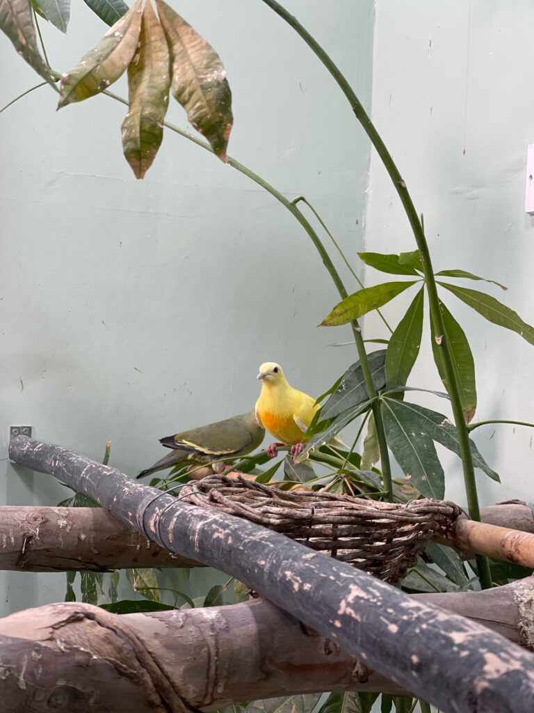 The Lutino male paired with a wild-type female at their nesting site at The Dodo Park.