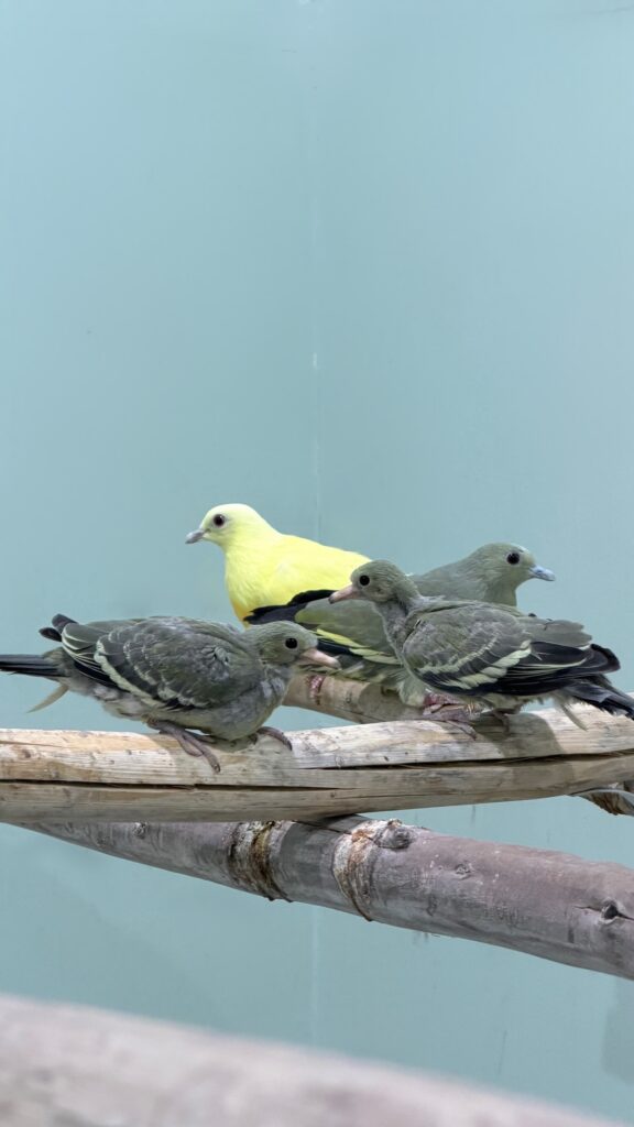 The historic Lutino Pink-necked Green Pigeon male with the first successfully captive-bred offspring at The Dodo Park, Doha, Qatar.