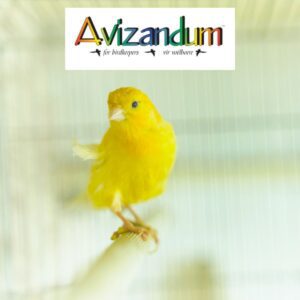 canary