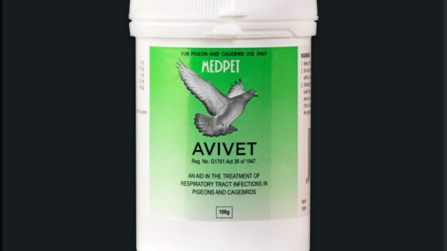 Avivet