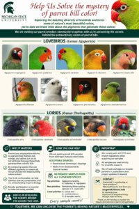 lovebird_lory_flyer