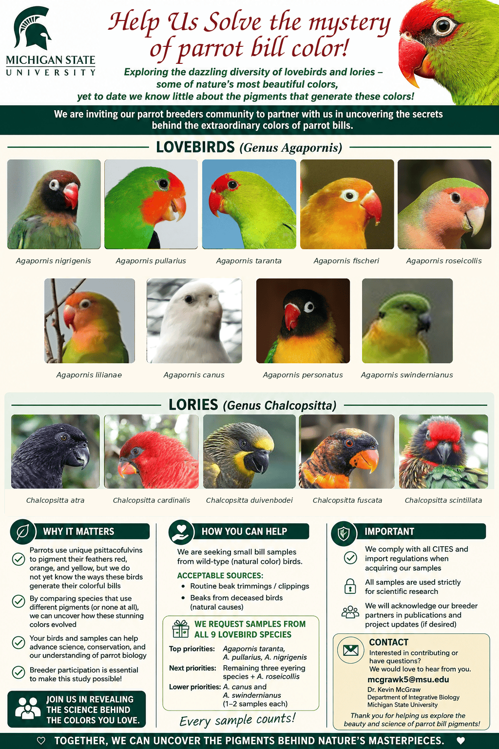 lovebird_lory_flyer