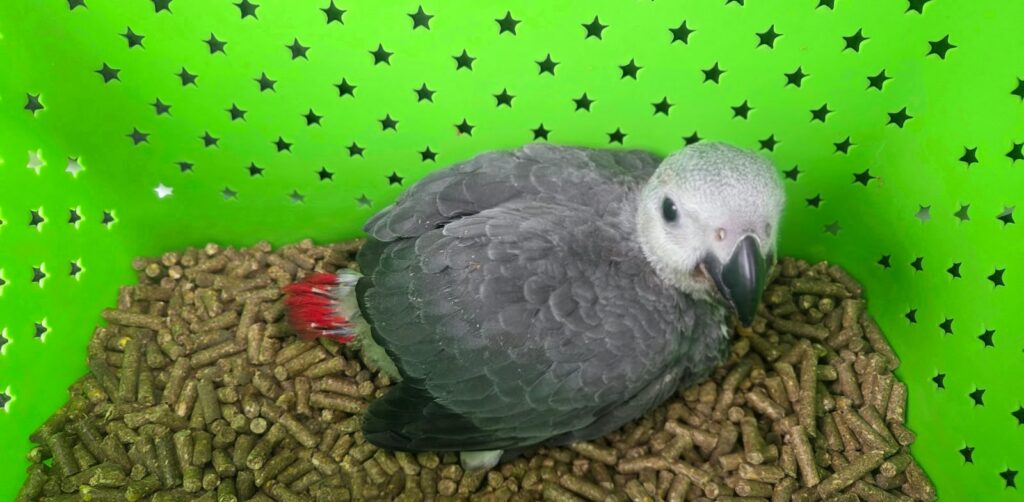 African Grey Blissful Wings