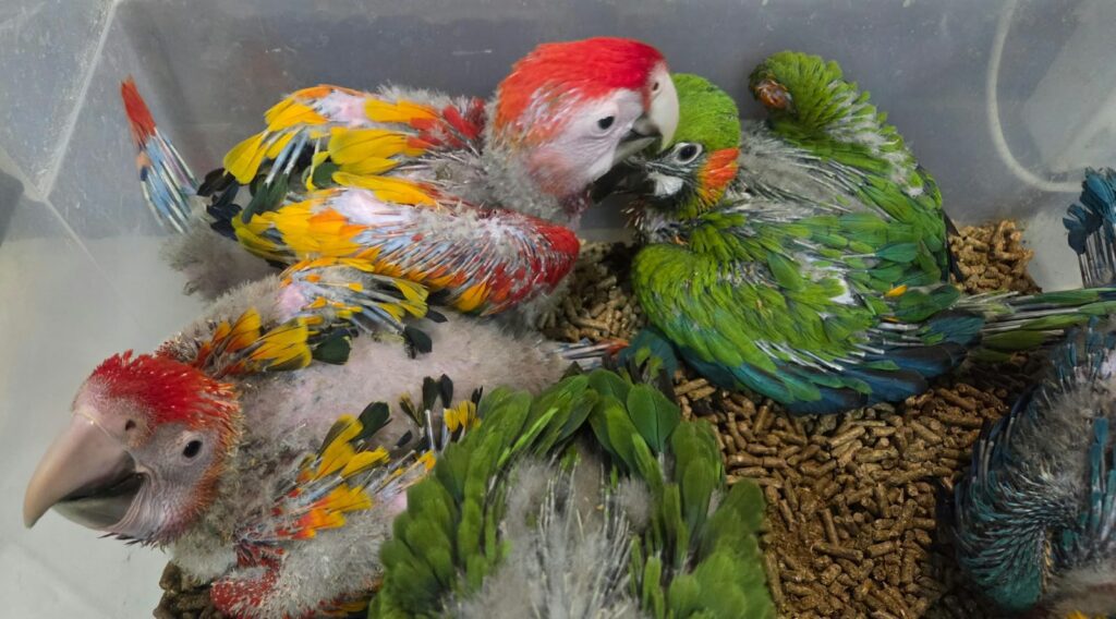Macaw Chicks Blissful Wing